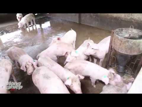 , title : 'Thói quen chăn nuôi lợn lãng phí nước của người Việt'