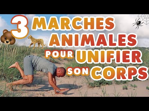 VIDÉO - 3 Marches Animales pour unifier son corps