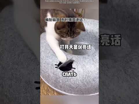 🐱🛏️ Котёнок отказался спать в новой кроватке… Он захотел свою собственную! 😂😴. #short