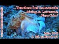 Tauchen Lanzarote, März 2018, Tauch-Spot "Playa Chica" 4. Teil..., Playa Chica, Lanzarote, Frieder, Aquatis Diving Center Lanzarote, Spanien, Kanaren (Kanarische Inseln)