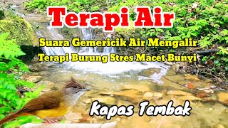 Download lagu Terapi Air | Untuk Burung Kapas Tembak Burung Macet Bunyi | Menambah Burung Semakin Gacor mp3