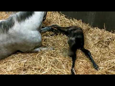 Studcam - A Cappella Lido's new foal by Clovis Du Berlais,