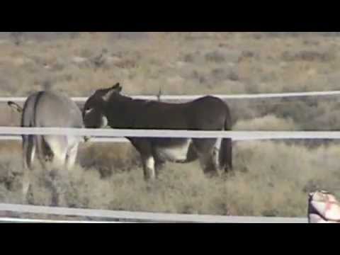 Burro Boys Dec 5