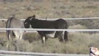 burro boys dec 5.