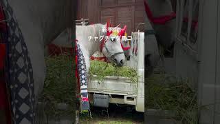 #チャグチャグ馬コ #鬼越蒼前神社 #盛岡八幡宮 #vlog #旅行