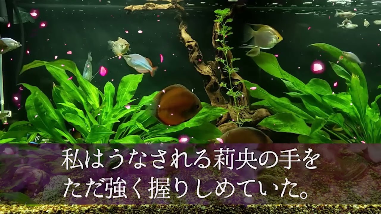 不仲な義姉が事故で記憶喪失に「私たち、付き合ってるでしょ？」と俺を彼氏と勘違いして…【朗読】