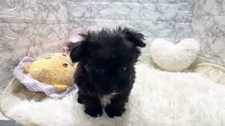 ハーフ犬の動画01