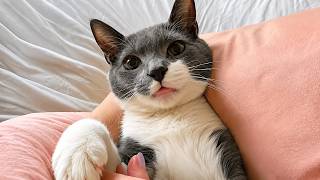 The Shelter Gave Up On This Cat — Then My Husband Held Him Once 🥺🐱