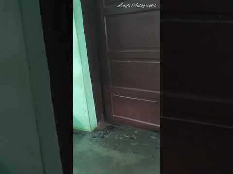 Dimpy mass entry part 2 | cute dog mass entry