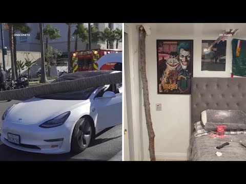 Gusty Santa Ana winds topple trees across Southern California