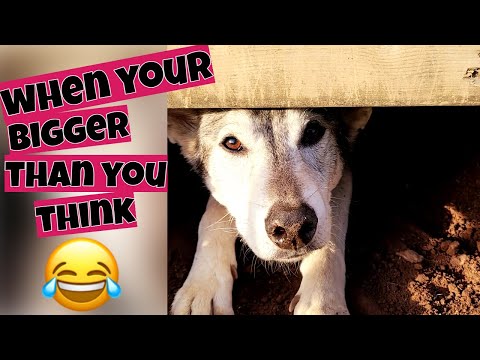 my DOG gets STUCK under the deck ... HELP😲#dog #husky #stuck #vlog