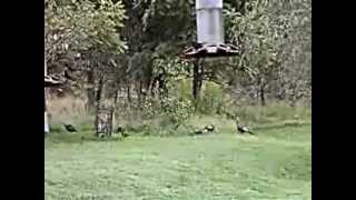 preview picture of video 'Backyard wild turkeys and hummingbirds feasting Part 2'