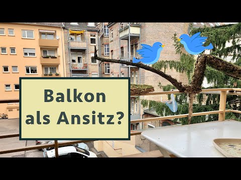 Vögel in der Stadt fotografieren, ohne die Wohnung zu verlassen? - Projekt Balkonansitz
