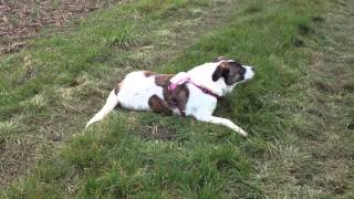 Mein neues Hobby...hinschmeissen, wälzen und das Gras zerstören ;-)