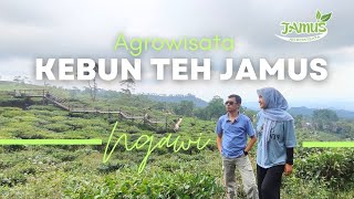 Download lagu Review Harga TIKET KEBUN TEH JAMUS Ngawi mp3