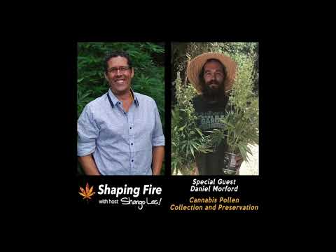 Shaping Fire Ep 71 - Cannabis Pollen Collection and Preservation with guest Daniel Morford