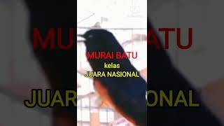 Download lagu MURAI BATU kelas JUARA NASIONAL .. video lengkap di kolom komen mp3