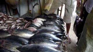 preview picture of video 'Sri Lanka,ශ්‍රී ලංකා,Ceylon,Kandy:Visit of a market,Fish dealer'