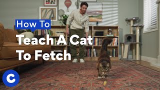 How To Teach A Cat To Fetch | Chewtorials