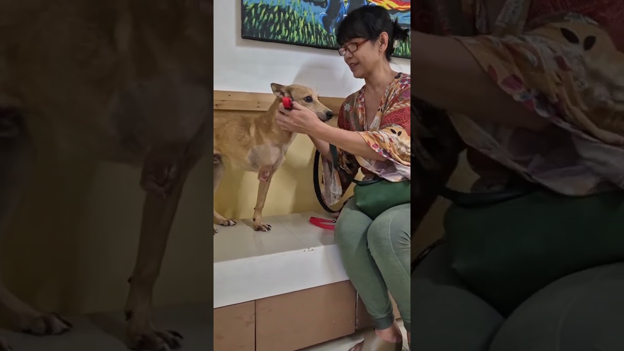 TANGO, HIT AND RUN VICTIM