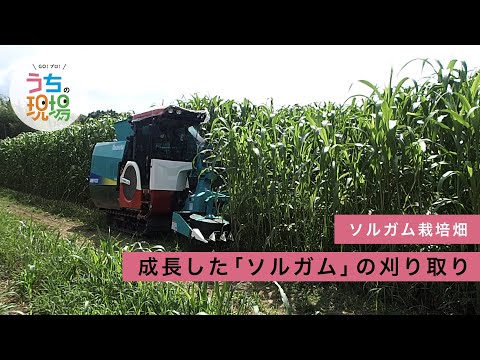 園芸 栽培ソルガム、コモンソルガム
