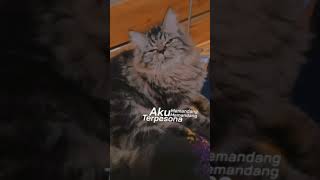 Download lagu story wa [kucing] mp3