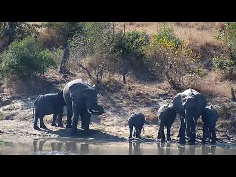 Djuma: Elephant herd scattered about - 09:30 - 06/10/21
