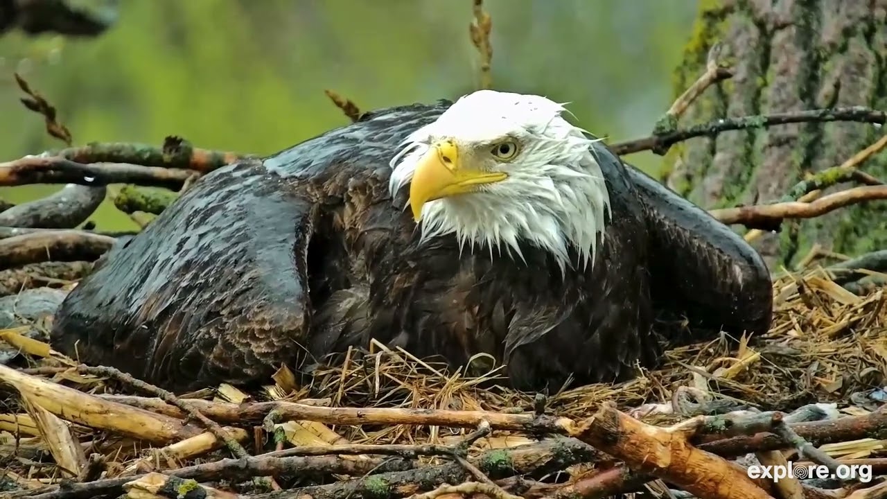An Eaglet's Life | How Do Eaglets Become Eagles?