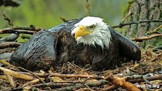 An Eaglet's Life | How Do Eaglets Become Eagles?