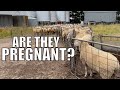 Pregnancy Testing Sheep! Australian Sheep Farm Vlog