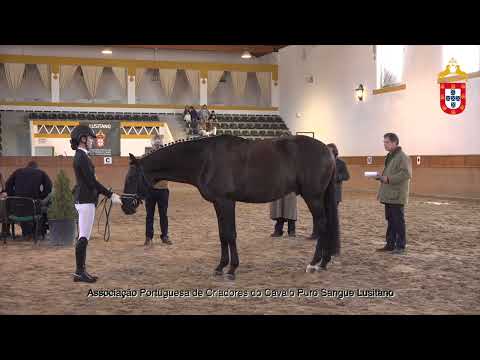 220129 35 Omero HI (BRZ) - Aprovação de Garanhões