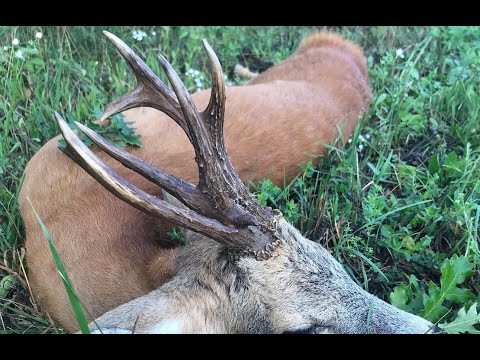 Rehbockjagd - Kapitale und abnorme Böcke - ungerader 10 Ender