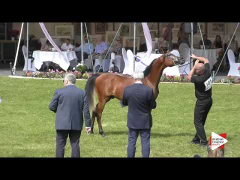N.101 ZK MARCIN - Ströhen 2016 B-Show - Yearling Colts (Class F)