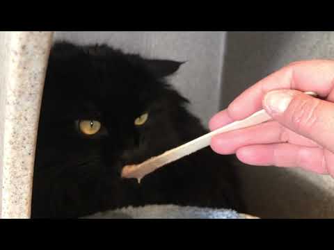 Capturing Eye Contact in Cats - YouTube