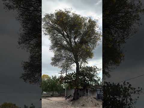 VALENTE - BAHIA: PORTAL DE CHEGADA