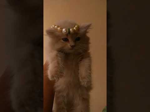 so cute  write Mashallah🥰#shaheena  from# Bellary💗💎 #YouTube short