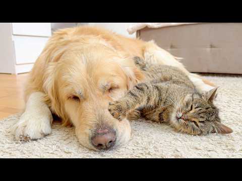 Adorable Cat Raised by a Golden Retriever Is Completely in Love With Him