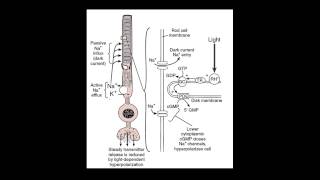 Photoreceptors