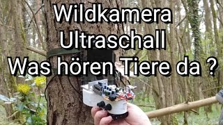 Wildkameras machen Ultraschall und das hören Tiere