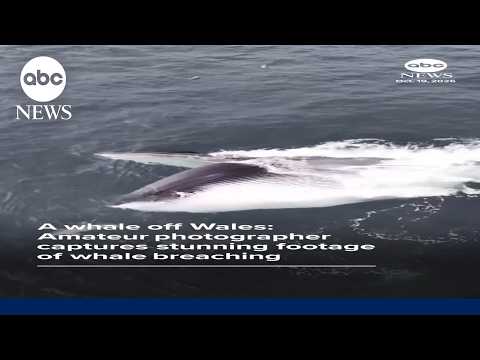 Amateur photographer captures stunning footage of fin whale