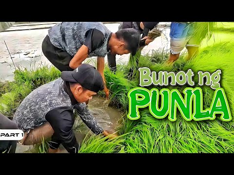 P1-Pabunot ng Punla ng Palay - EP1045