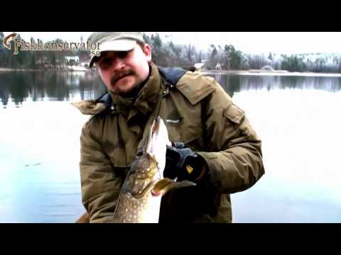 FK Lubbe - Gäddfiske, December / Pike fishing in Sweden