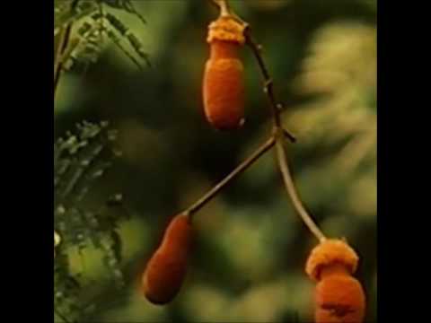 Ntourage - Néré [81 Bpm]