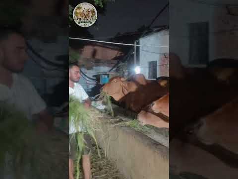 🐄कृपा जी द्वारा गौशाला पहुँचकर गौ माता की सेवा की गई। 🐄🌿