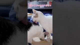 ご飯を食べながら毛づくろいしてもらう猫 #猫動画 #保護猫