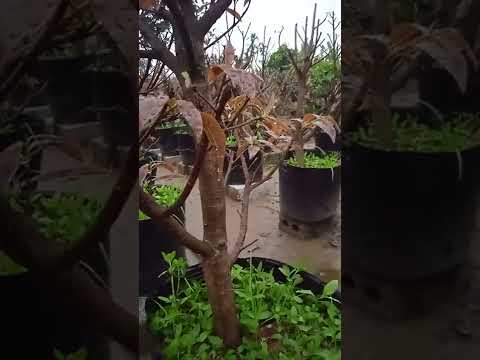 Mai vàng miền Bắc một số lưu ý trong tháng Hai