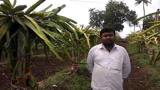 preview picture of video 'ड्रेगन फृटके बारे मे जानकारी भाग~2. dragon fruit information part~2 in gujrati. ડ્રેગન ફળની ખેતી'