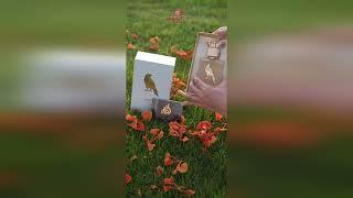 Video produs