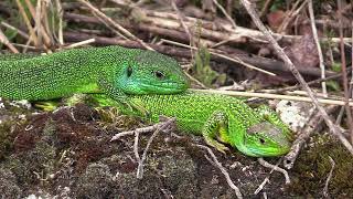 Lézards verts en danger