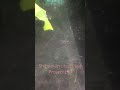 Koi breed to shubunkin experiment pt 1